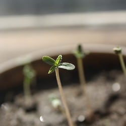 Cannabisanbau zu Hause