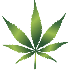 Cannabis Legalisierung USA