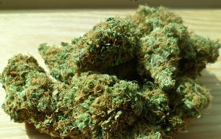 Einstiegsdroge Cannabis