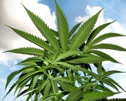 Cannabis Legalisierung in Österreich