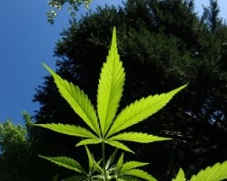 medizinisches Cannabis kaufen
