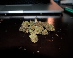 Cannabis Abgabestellen