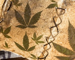 Legalisierung von Marihuana