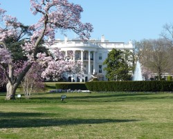 White House Statement zu Cannabis