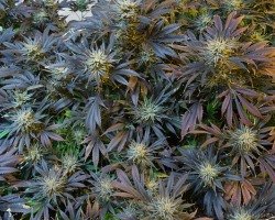 Cannabis Abgabestellen für Erwachsene