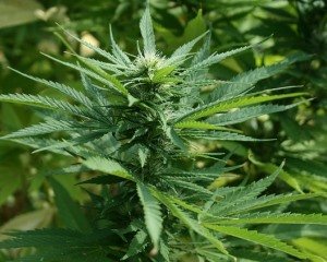 Cannabis gegen Krebs