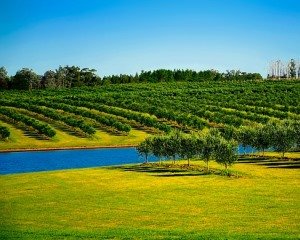 Uruguay verkauft Marihuana