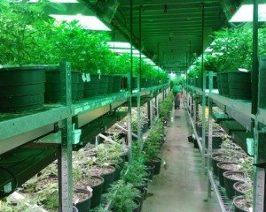 Cannabis schafft Arbeitsplätze