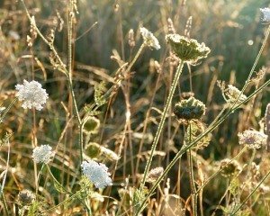 Outdoor Growing Guerilla Methode