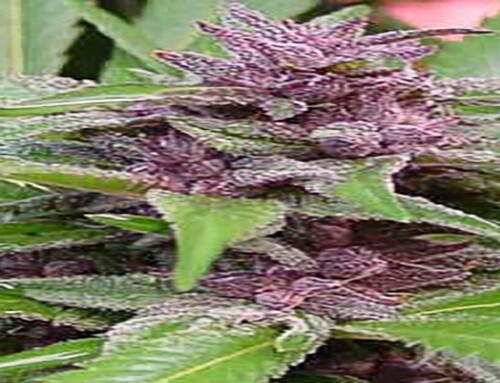Purple Power Hanfsamen und Pflanze