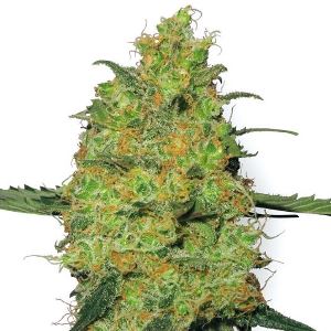 Master Kush Seeds