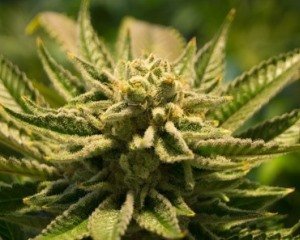 gro&szlig;e Gras Buds