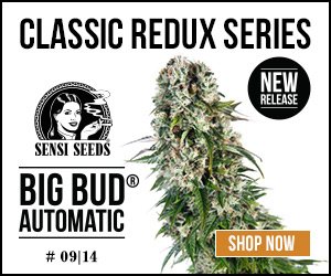 sensi seeds rabattcode