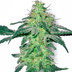 White Skunk Seeds