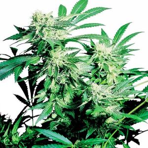 Skunk Kush Seeds