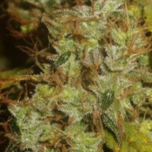 Sugar Haze Cannabis