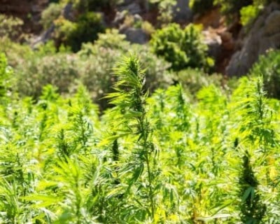Kalifornische Cannabisbauern