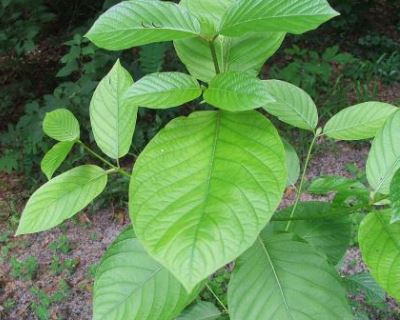 Kratom und Cannabis