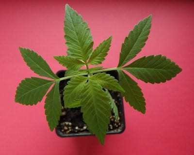 Cannabis Legalisierung Niederlande