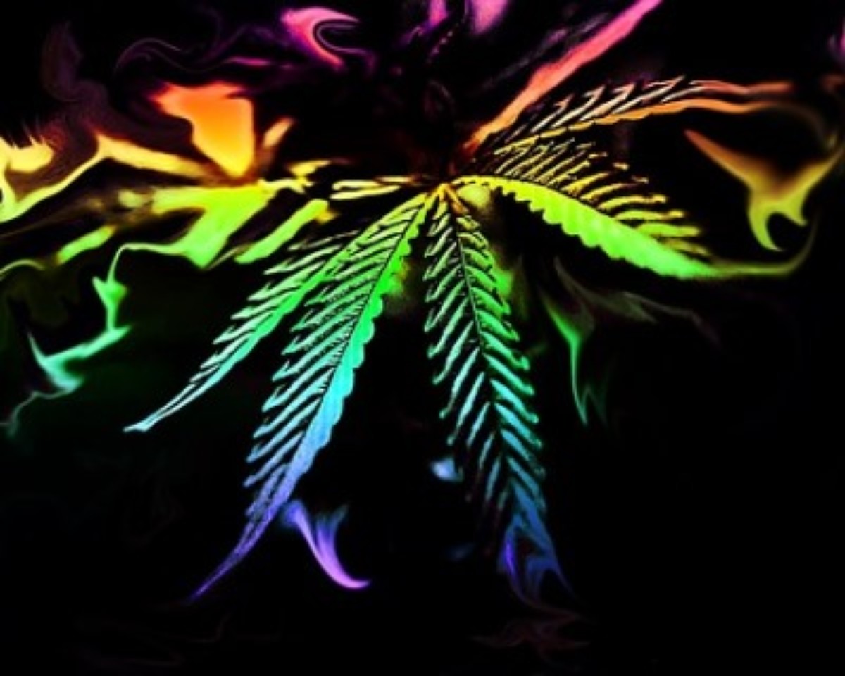 Wann Den Eigenen Hanf Ernten Thc Guide