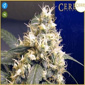 Ceres Skunk Hanfsamen