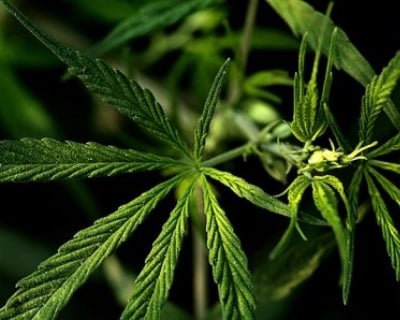 Cannabis Unternehmen