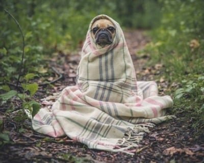 Hanf für Tiere - was hat dieser Hund geraucht - oder eher der Besitzer? Hanf für Tiere