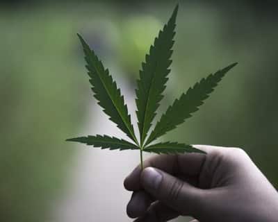 Neues Medizincannabis