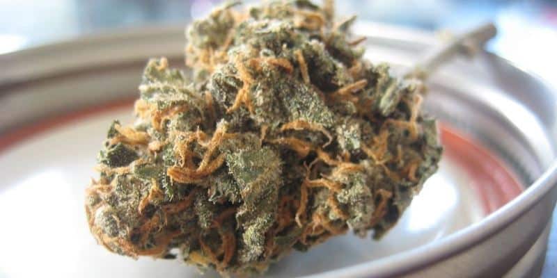 Cannabis Curing