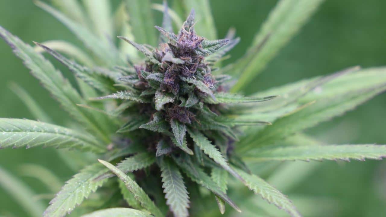 AfD zum Cannabis