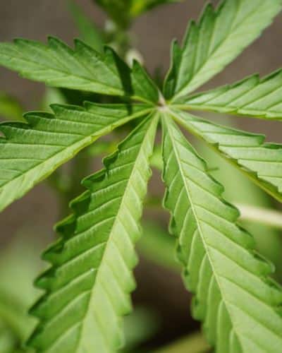 Cannabis Anbau Alle Infos Fur Den Grow Thc Guide