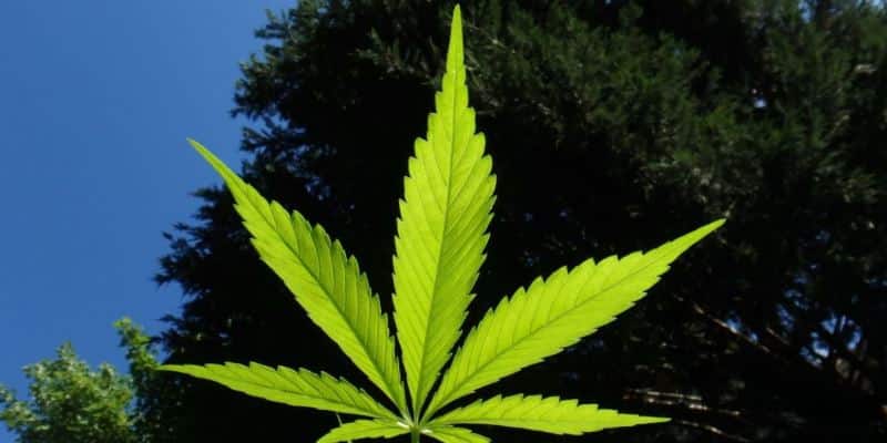 Männliche Hanfpflanzen