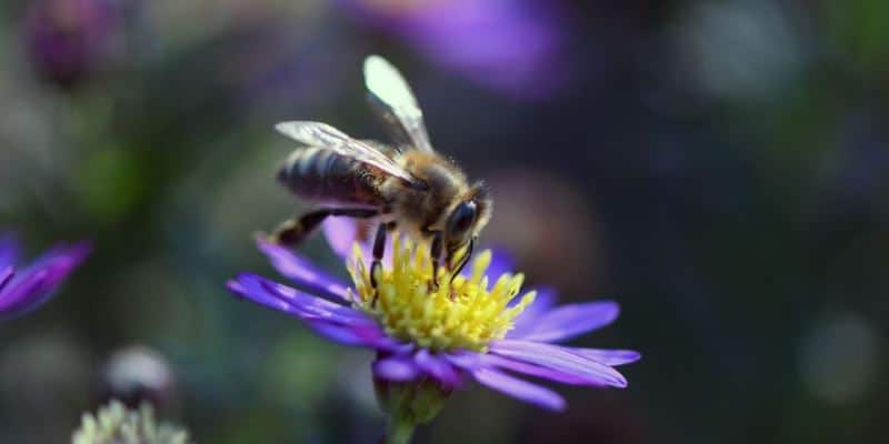 Nutzhanf Bienensterben