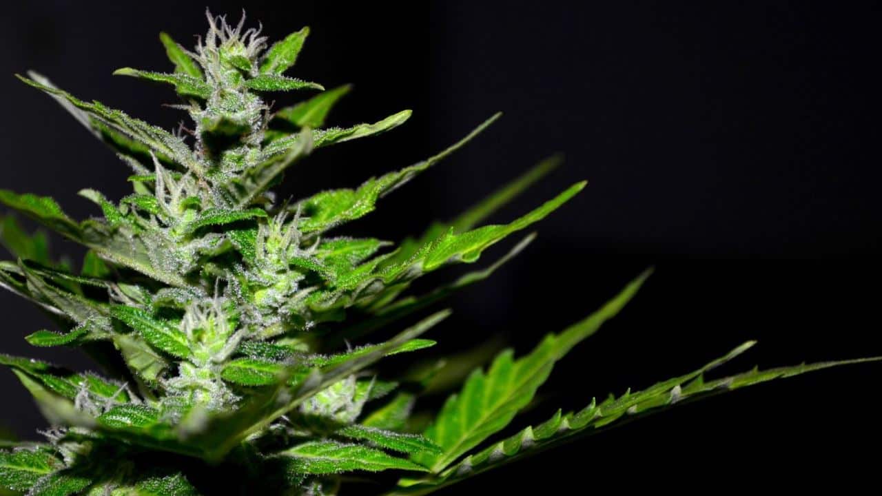 THC Grenzwerte