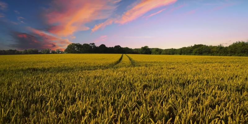 Anbautechniken der Landwirtschaft