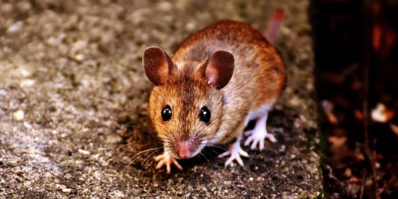 Cannabis Rauch verbessert Gedächtnisleistung