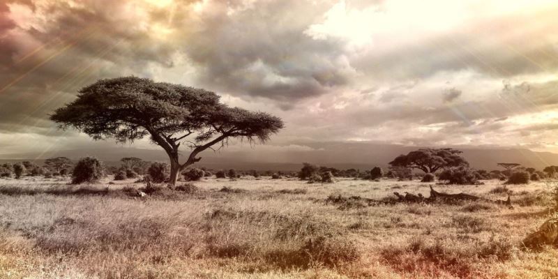  Cannabis in Afrika - Symbolbild