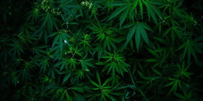 Cannabis Wirtschaft