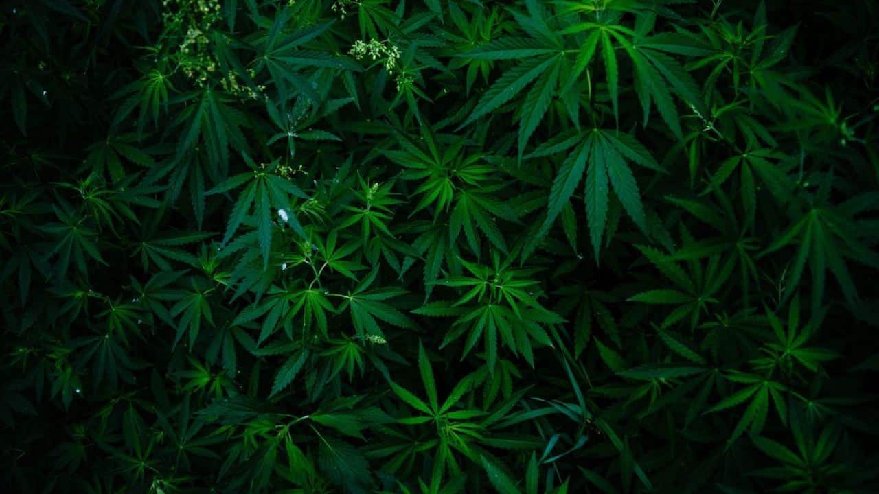 Cannabis Wirtschaft