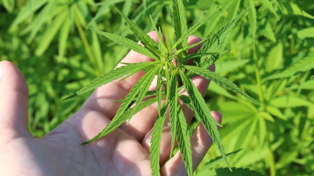 Kampf gegen illegales Cannabis - Symbolfoto