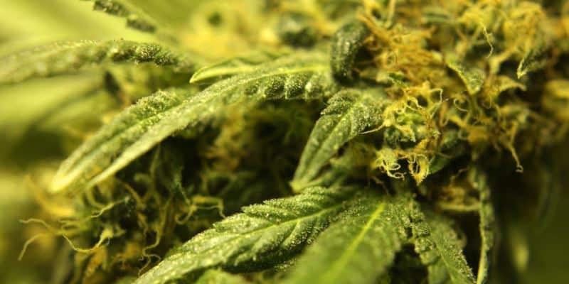 Schimmel beim Cannabis anbauen