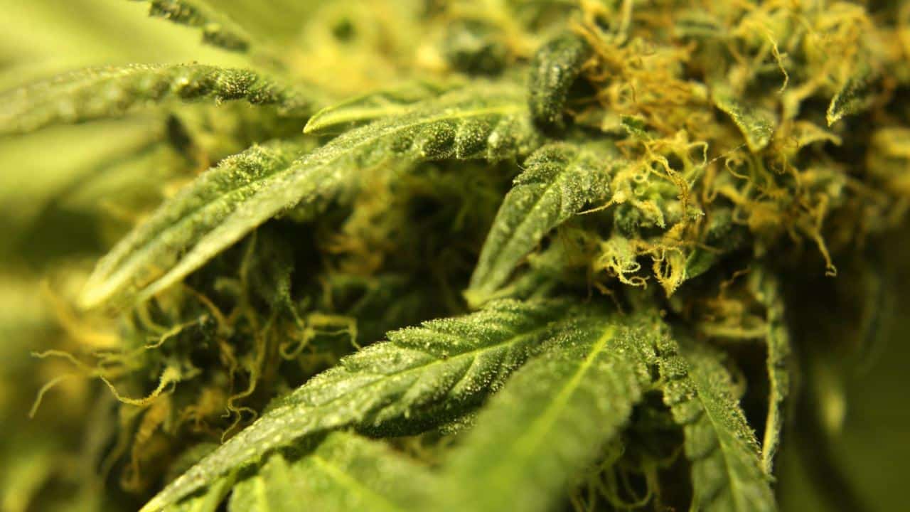 Schimmel beim Cannabis anbauen
