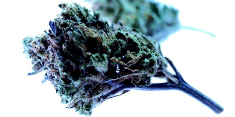 Cannabis Rausch verbessern