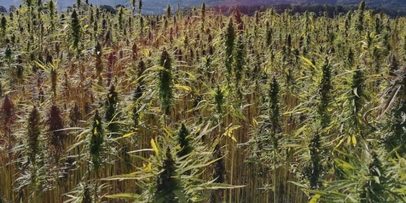 Nutzhanf in Österreich