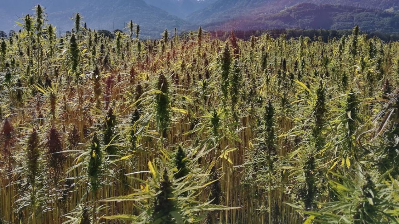 Nutzhanf in &Ouml;sterreich