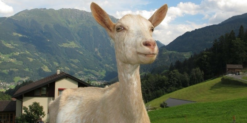 Cannabis Legalisierung in Österreich