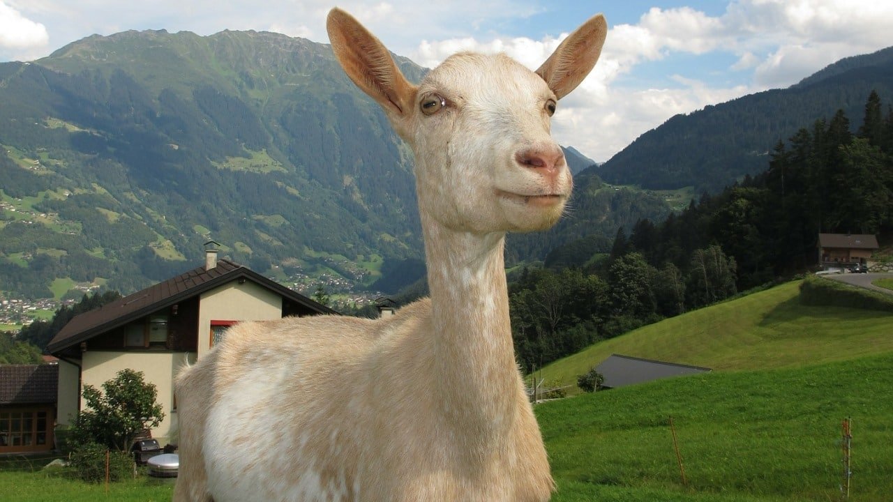 Cannabis Legalisierung in &Ouml;sterreich