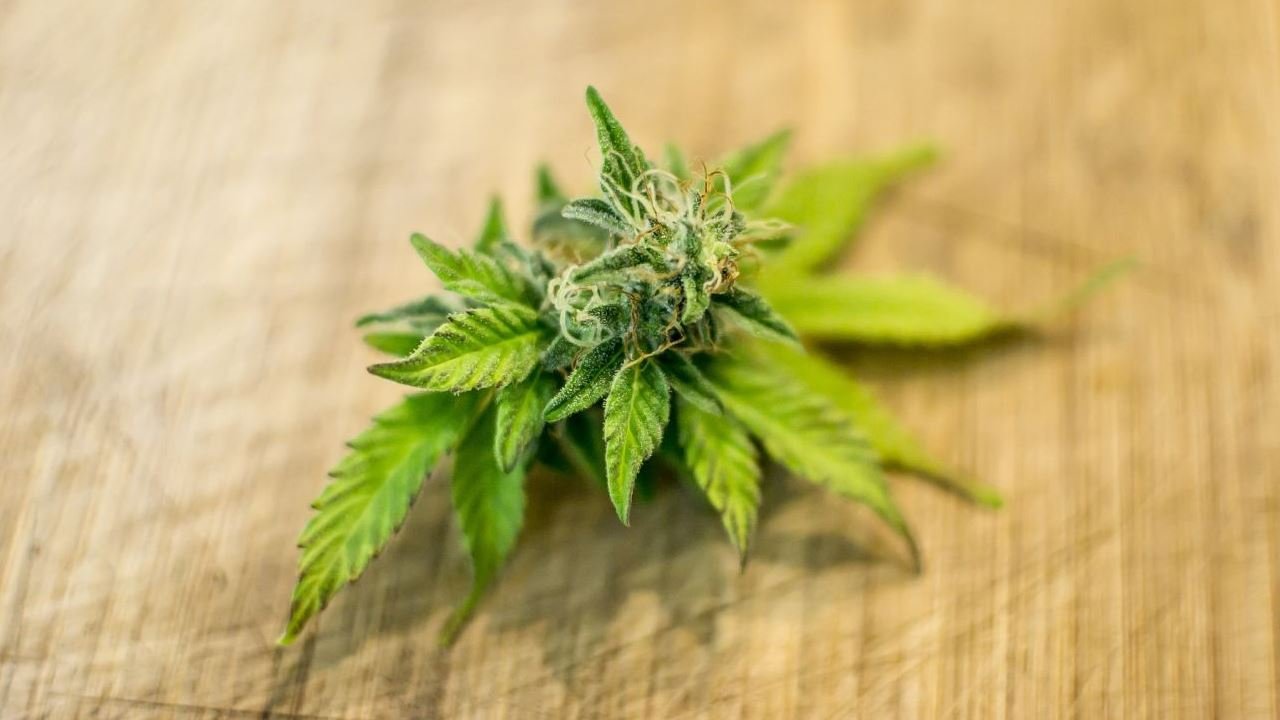 Moderne Cannabis-Politik