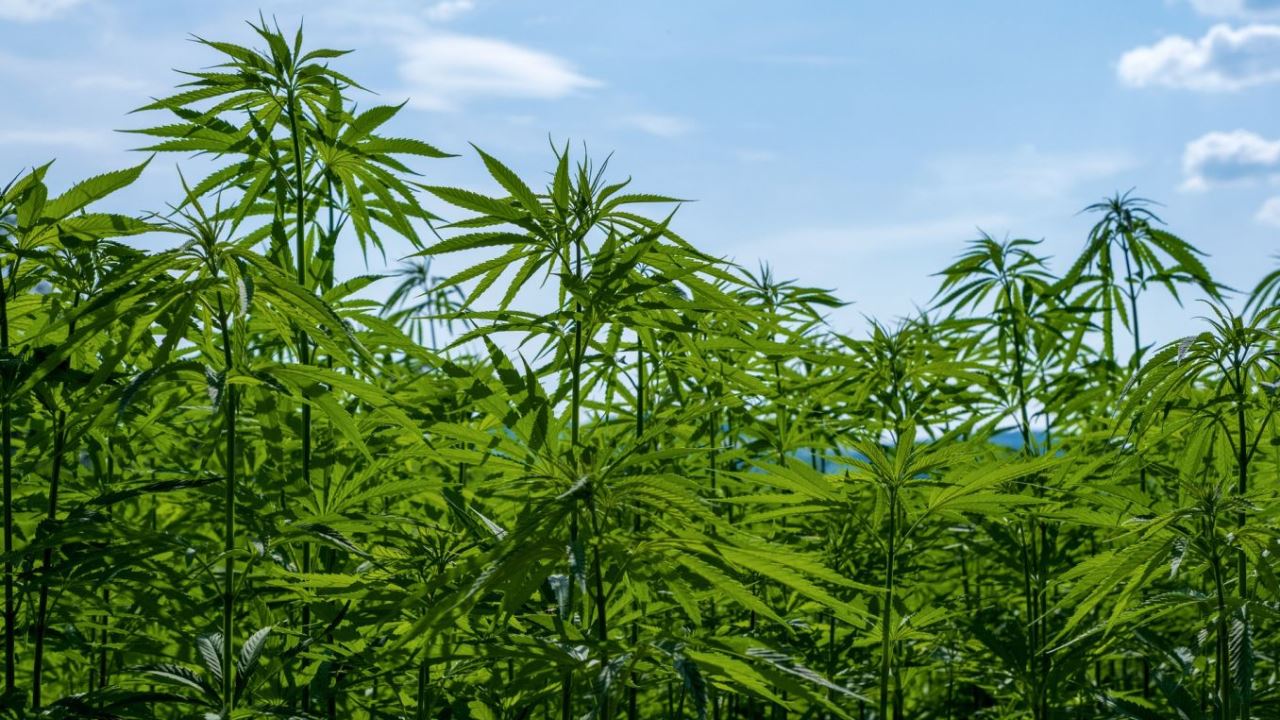 Outdoor Cannabis anbauen