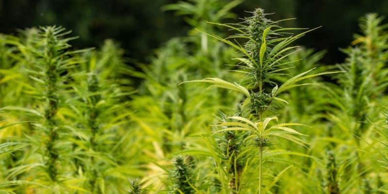 Cannabis Anbau und Wetterschutz